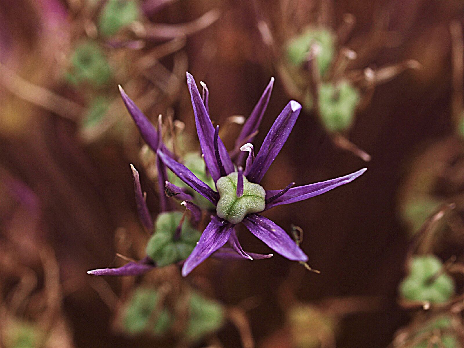 Olympus E-3 sample photo. Flower, purple, blossom photography