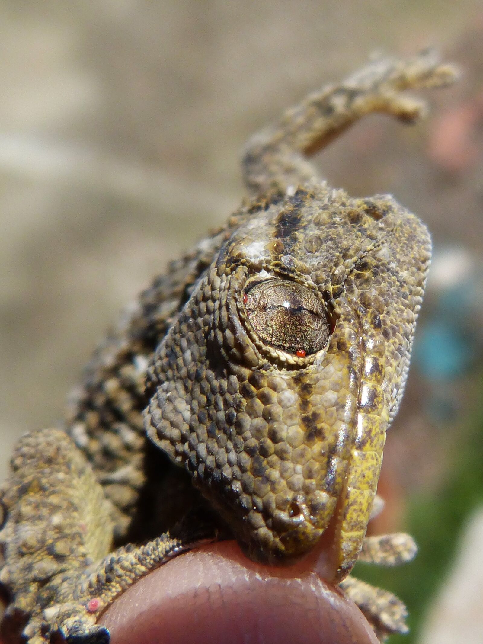 Panasonic DMC-FZ62 sample photo. Gecko, dragon, bite photography