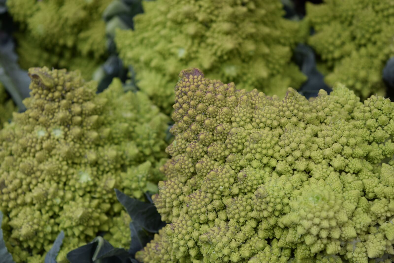 Nikon D3300 sample photo. Vegetables, veggies, cauliflower photography