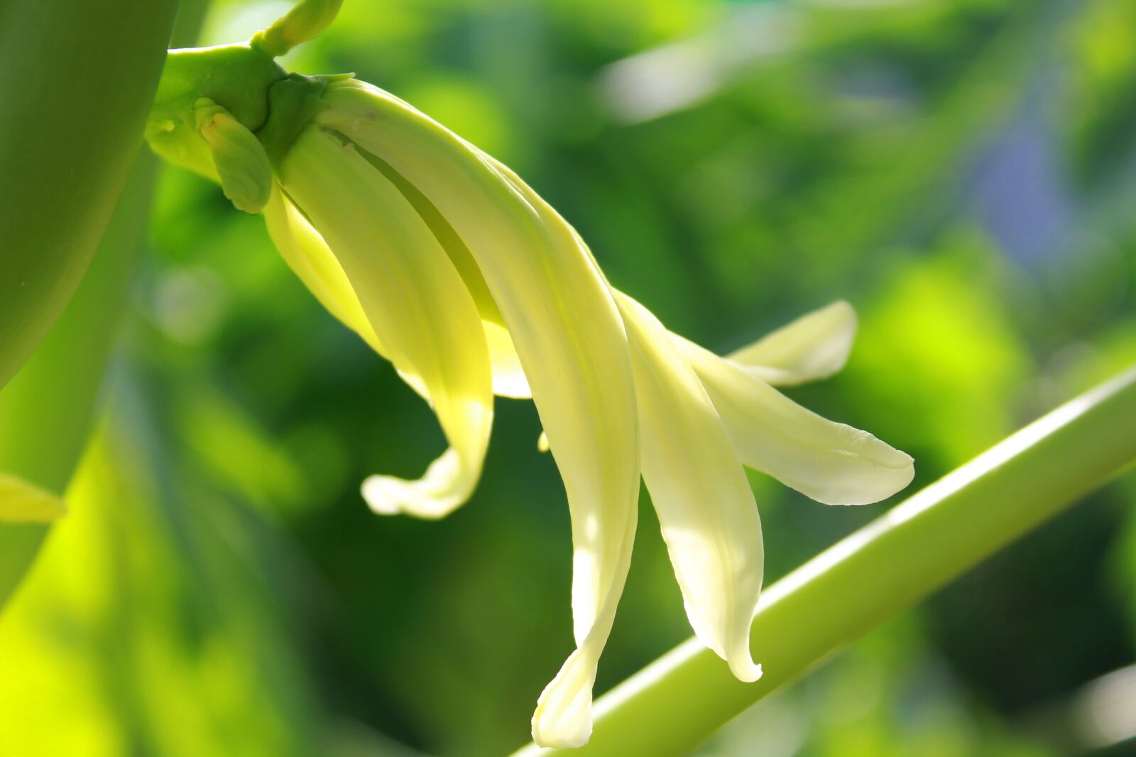 Canon EOS 1300D (EOS Rebel T6 / EOS Kiss X80) sample photo. Papaya, flower, plant photography
