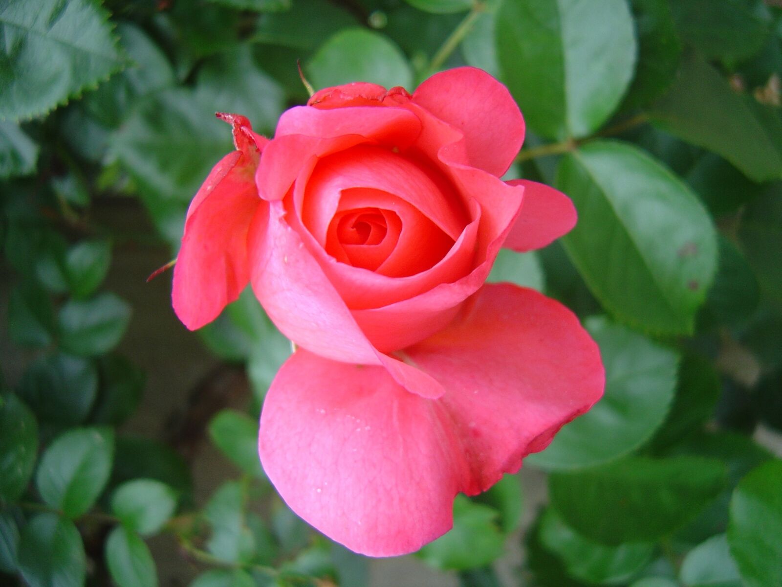 Sony DSC-P92 sample photo. Flowers, rose, blossom photography