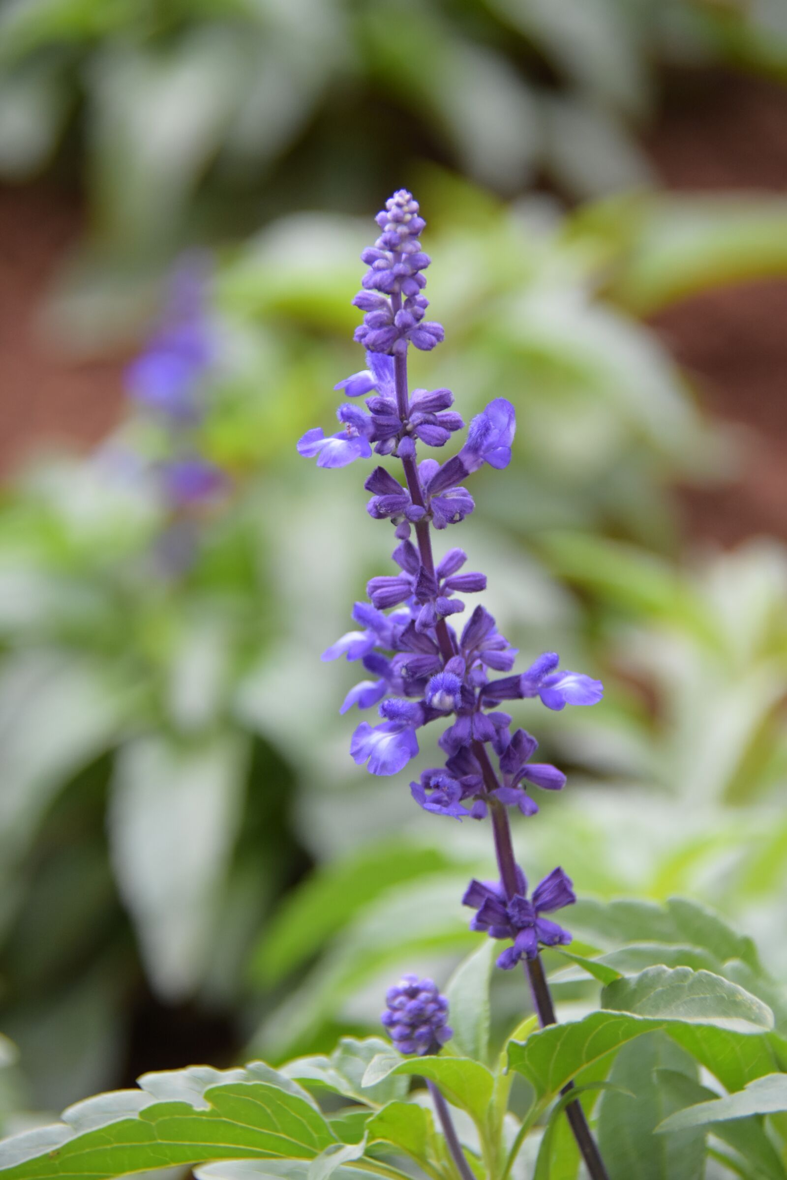 Nikon D7200 sample photo. Lavender, violet, aroma photography