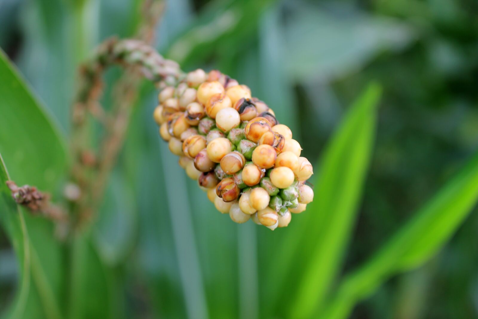 Canon EOS 1100D (EOS Rebel T3 / EOS Kiss X50) sample photo. Corn, cornfield, yellow photography