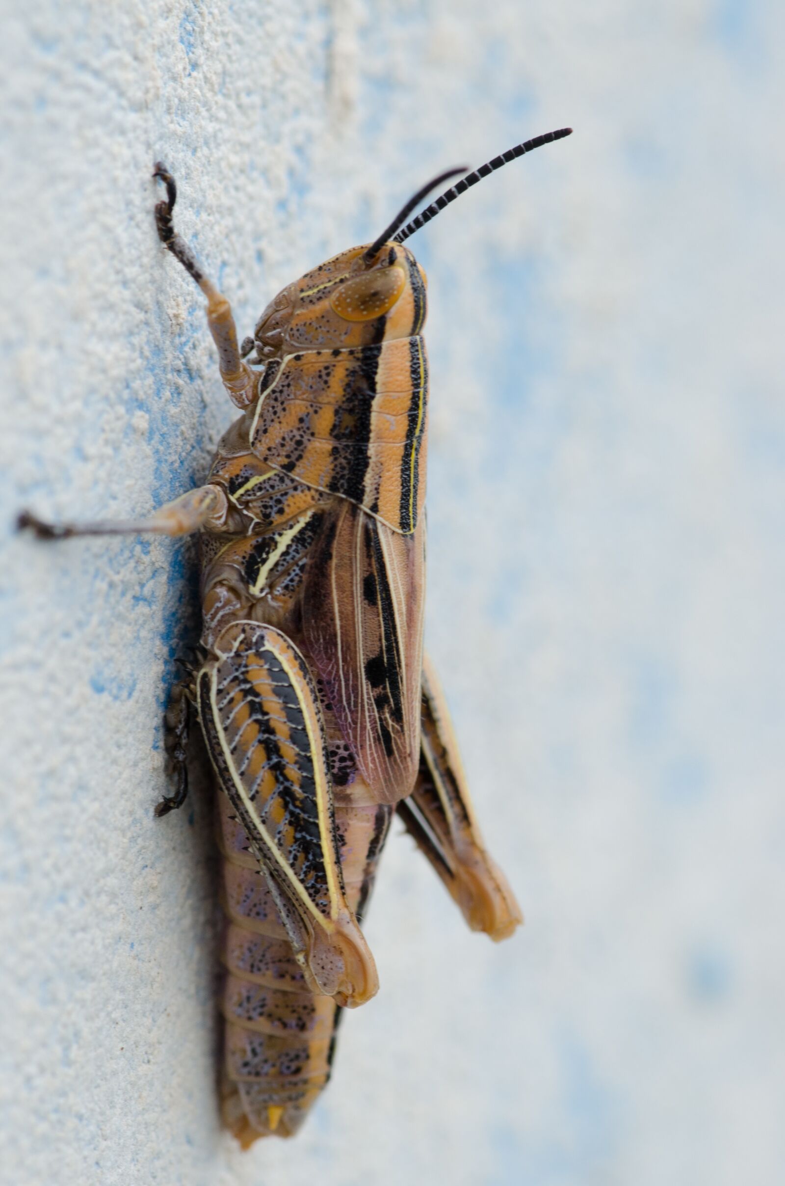 Nikon D7000 sample photo. Wall, insect, close up photography