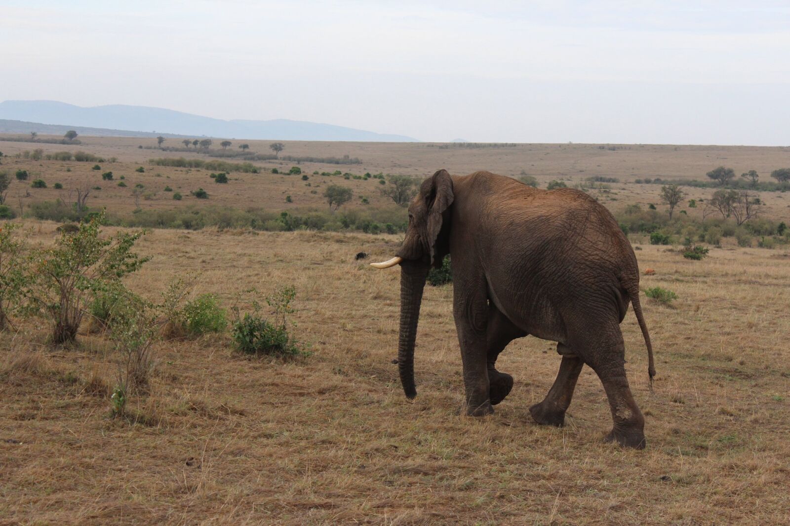 Canon EOS 600D (Rebel EOS T3i / EOS Kiss X5) sample photo. Massai mara, elephant, kenya photography