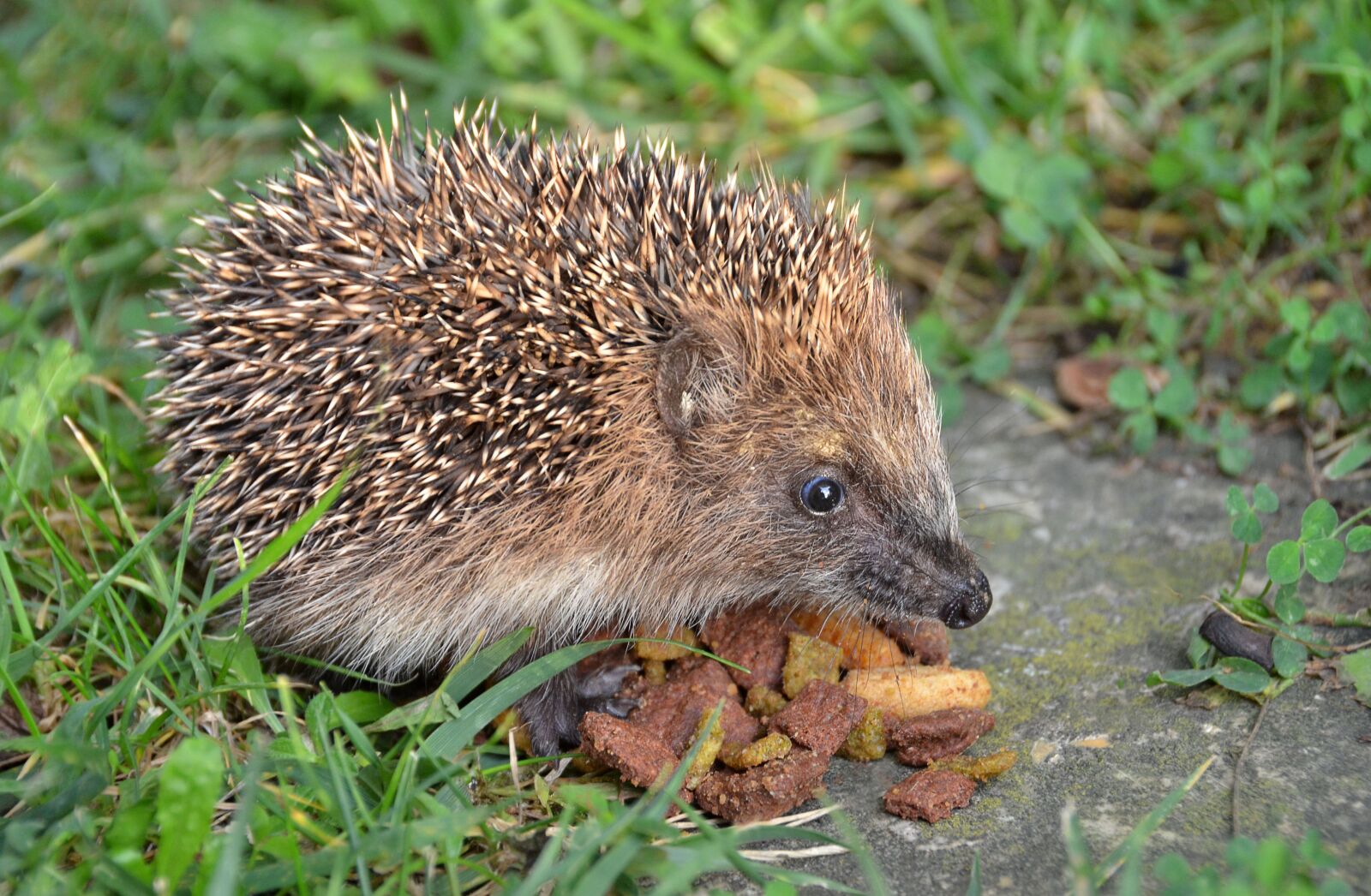 Nikon D7000 sample photo. Nature, animal, hedgehog photography