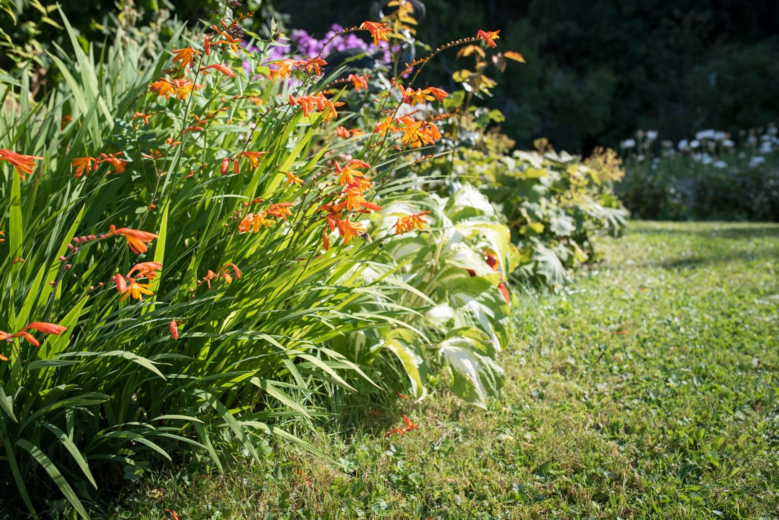 Nikon D750 sample photo. Garden, in the garden photography