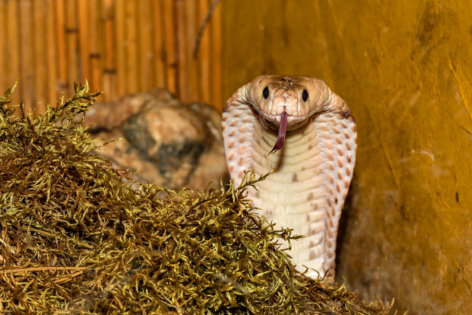 Canon EOS 5D Mark IV sample photo. Snake, venomous snake, cobra photography