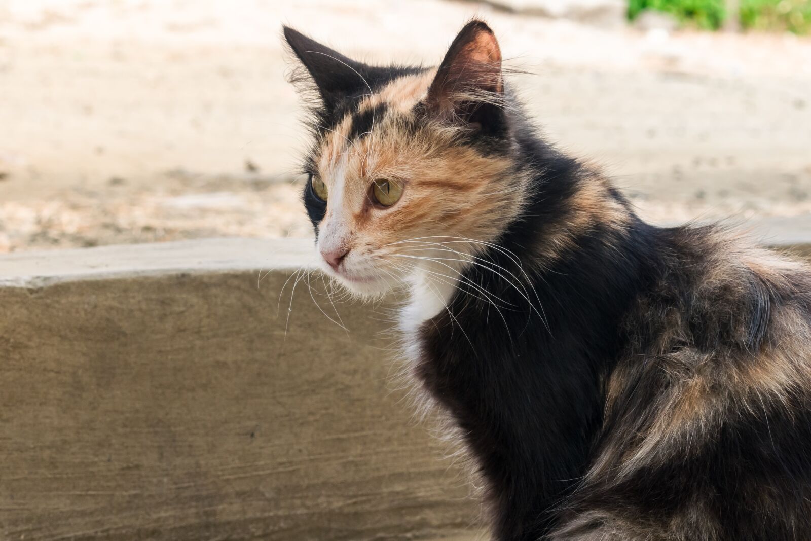 Nikon D5300 sample photo. Cat, animal, feline photography