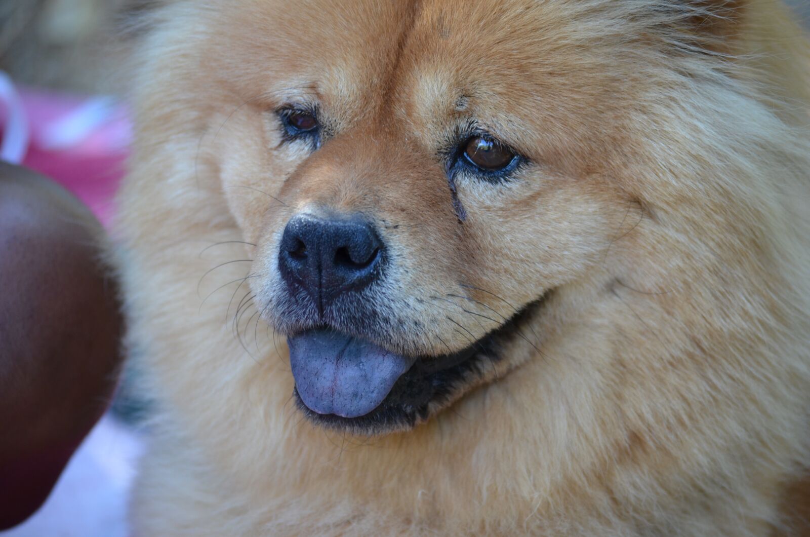 Nikon D5100 sample photo. Dog, caldwell, black tongue photography
