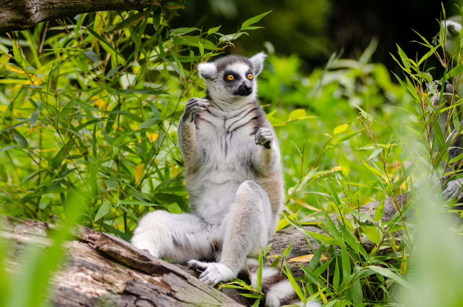 AF Zoom-Nikkor 80-200mm f/2.8 ED sample photo. Lemur, sitting, on, tree photography