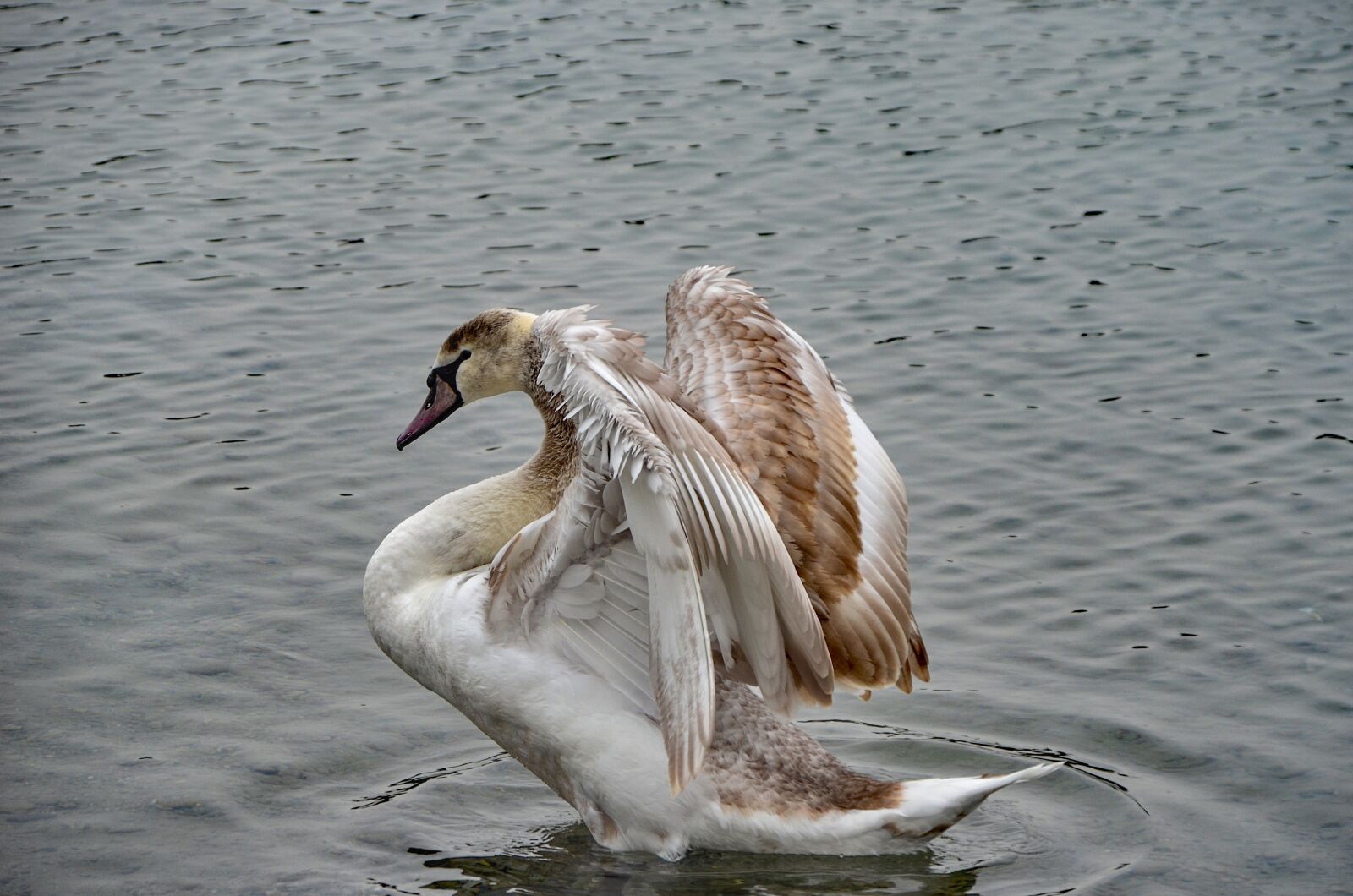 Nikon D7000 sample photo. Swan, lake, schwimmvogel photography