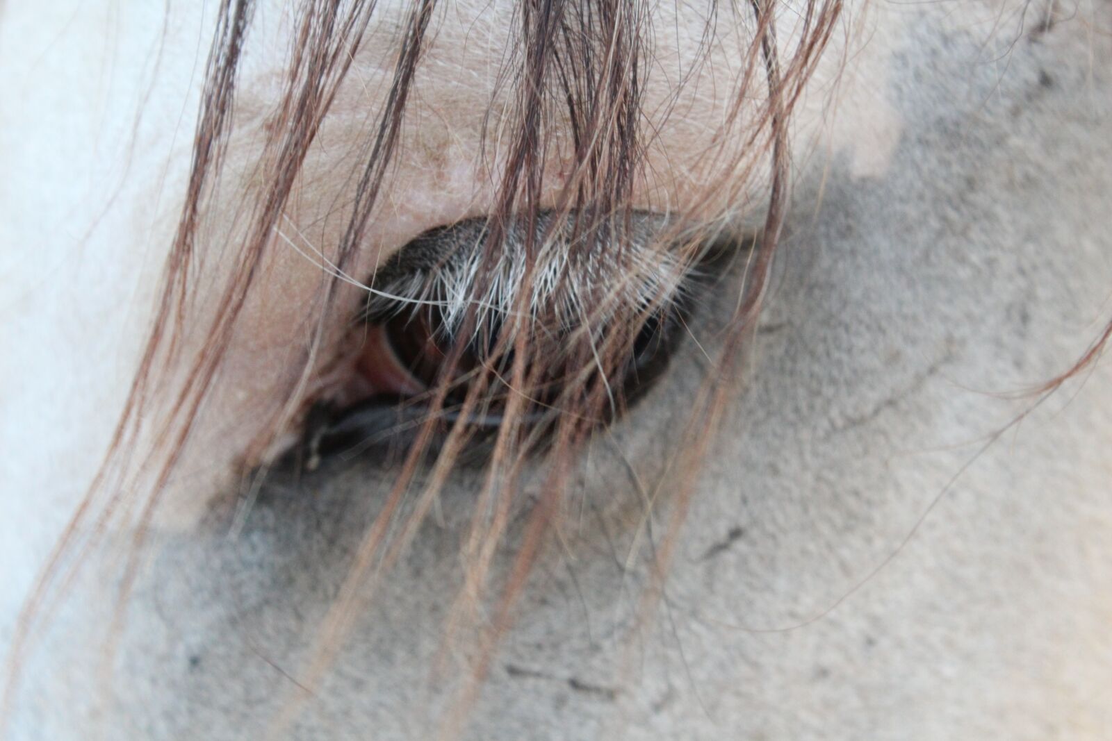 Canon EOS 1200D (EOS Rebel T5 / EOS Kiss X70 / EOS Hi) sample photo. Horse, close up, eye photography