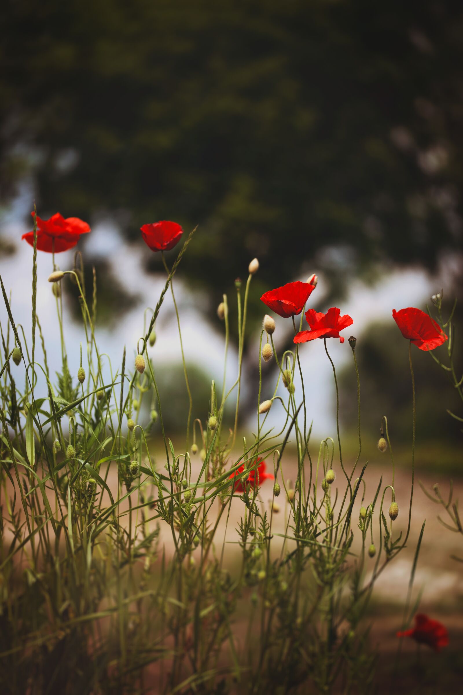 Nikon D750 sample photo. Red poppy, poppy family photography