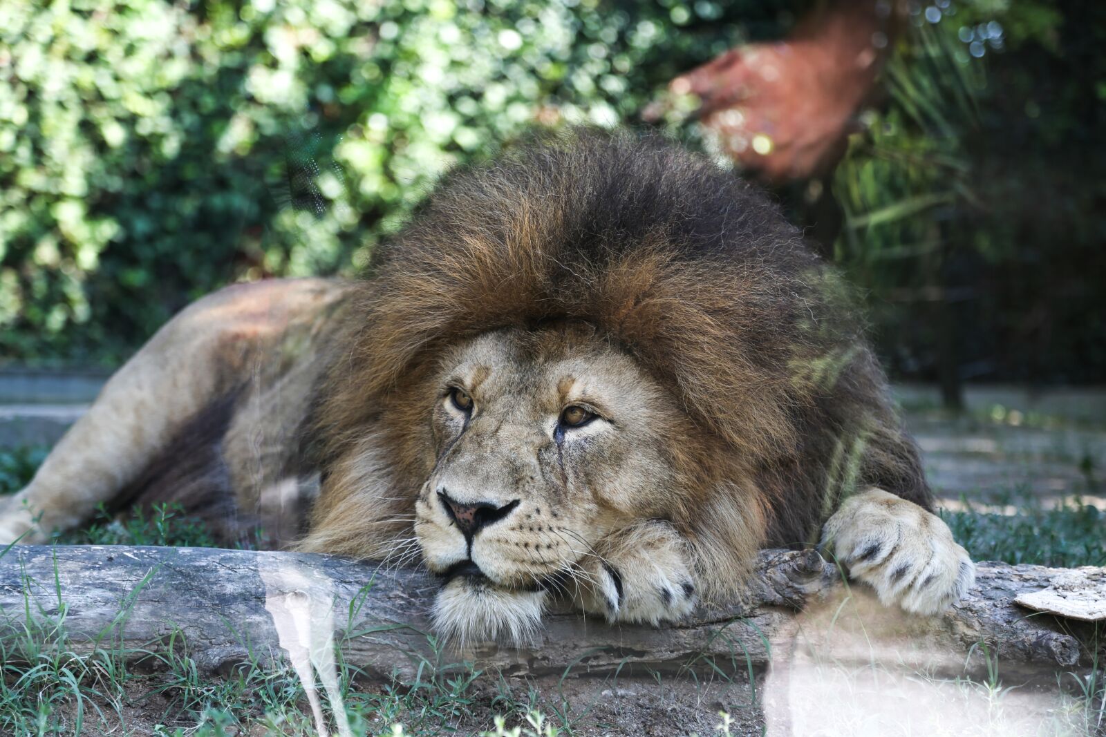 Canon EF 24-105mm F4L IS USM sample photo. Lion, animal, predator photography