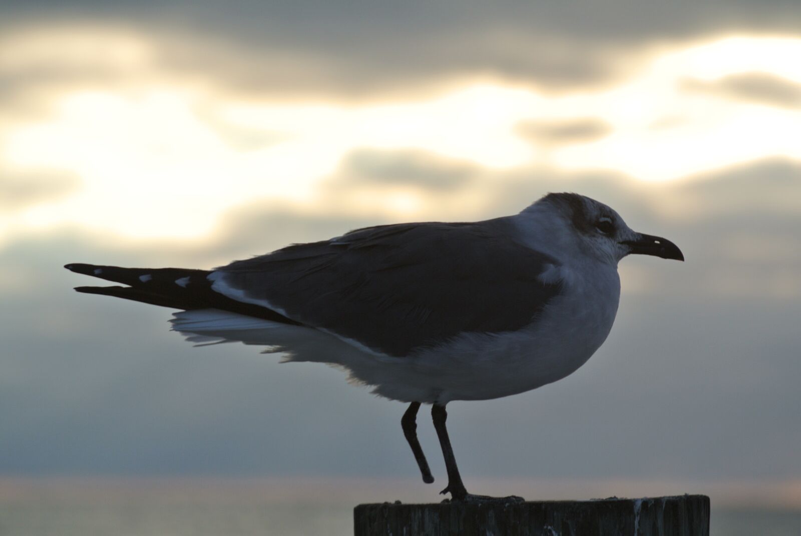 Nikon 1 V1 sample photo. Seagull, one, bird photography
