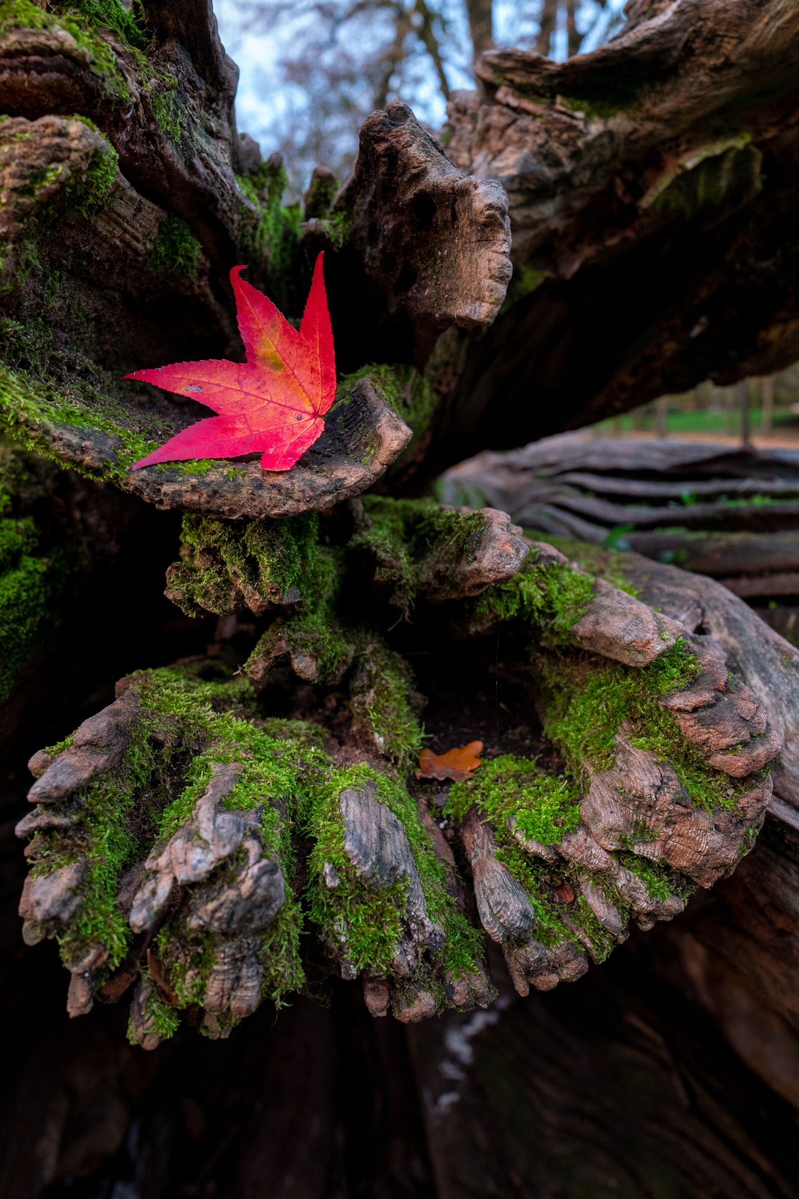Leica Q (Typ 116) sample photo. Leaf, red, autumn photography