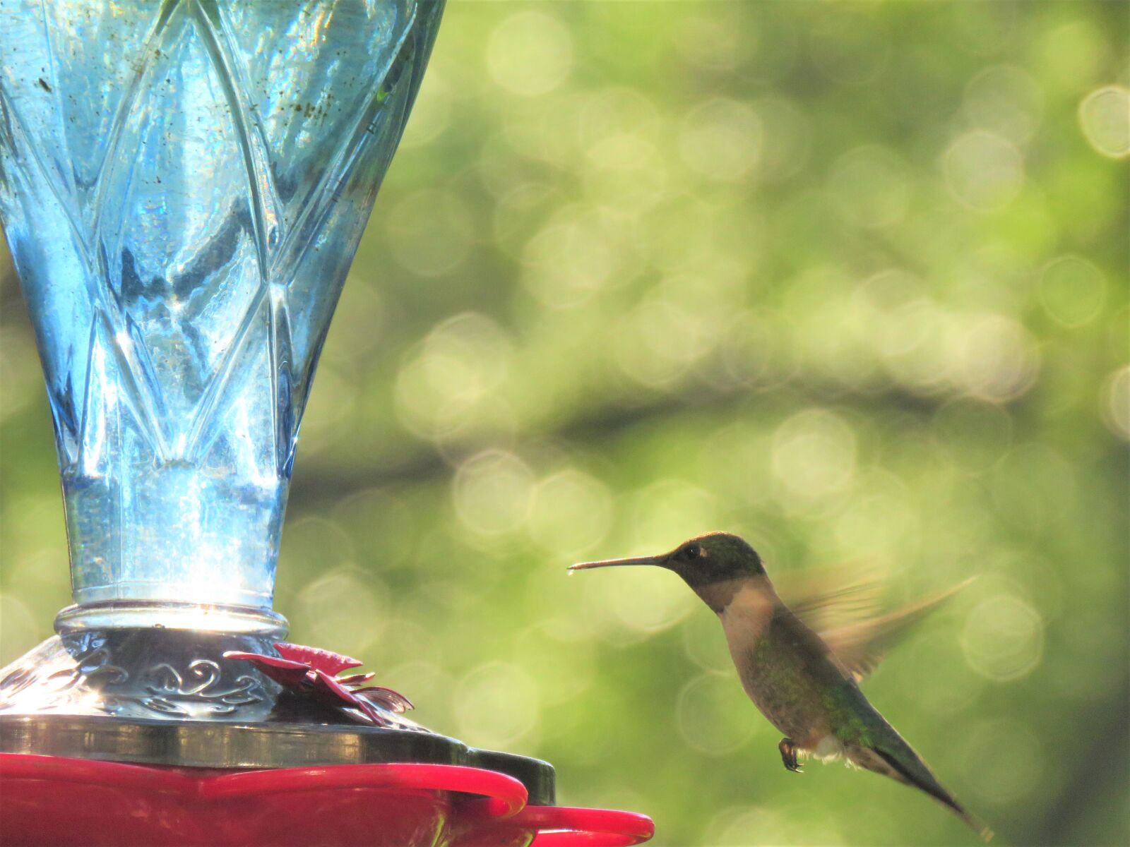 Canon PowerShot SX60 HS sample photo. Bird, hummingbird, in flight photography