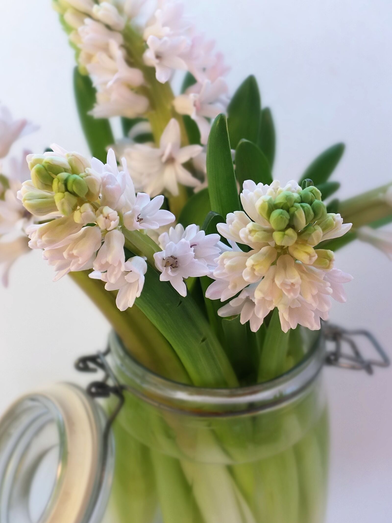 Fujifilm X10 sample photo. Hyacinths, bulbs, pink photography