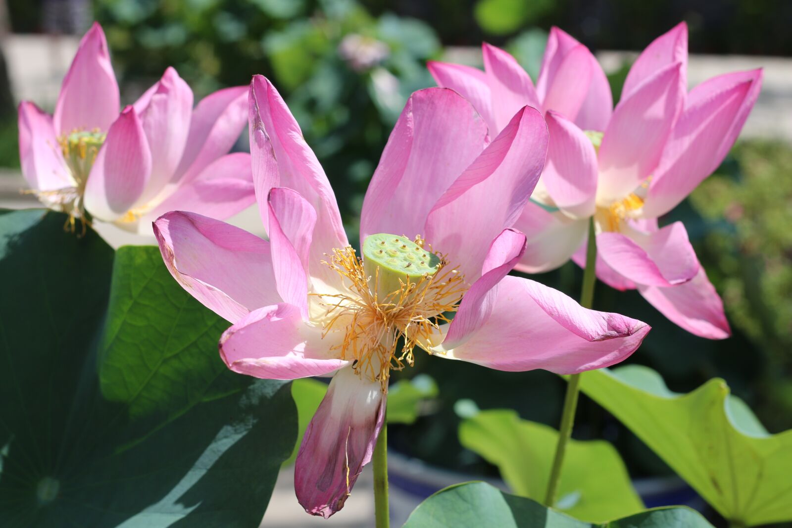 Canon EOS 70D sample photo. Lotus, lotus leaf, pink photography