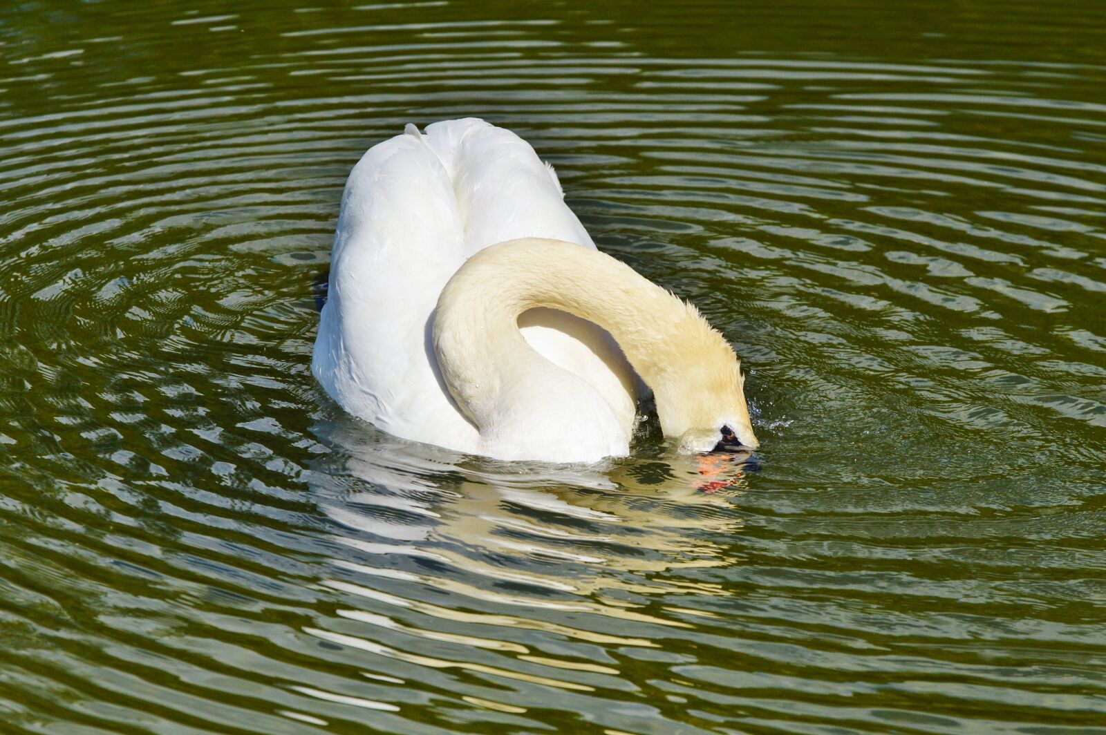 Nikon D3200 sample photo. Swan, bird, water bird photography