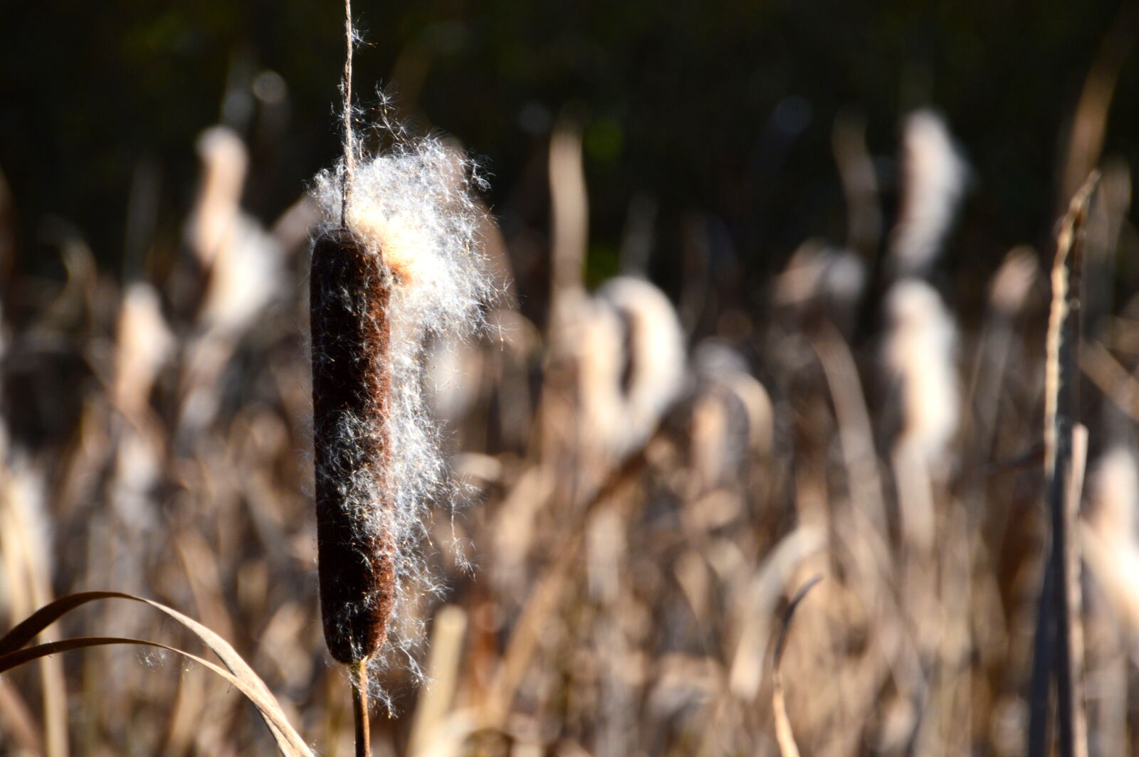 Nikon D3200 sample photo. Reed, autumn, nature photography