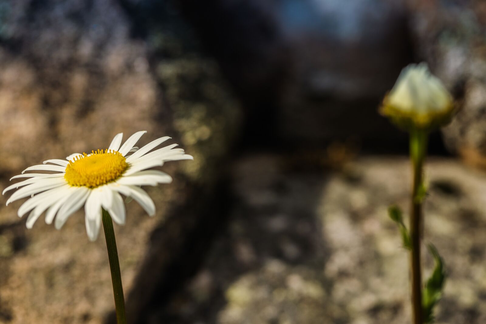 Canon EOS R sample photo. Daises, flower, summer photography