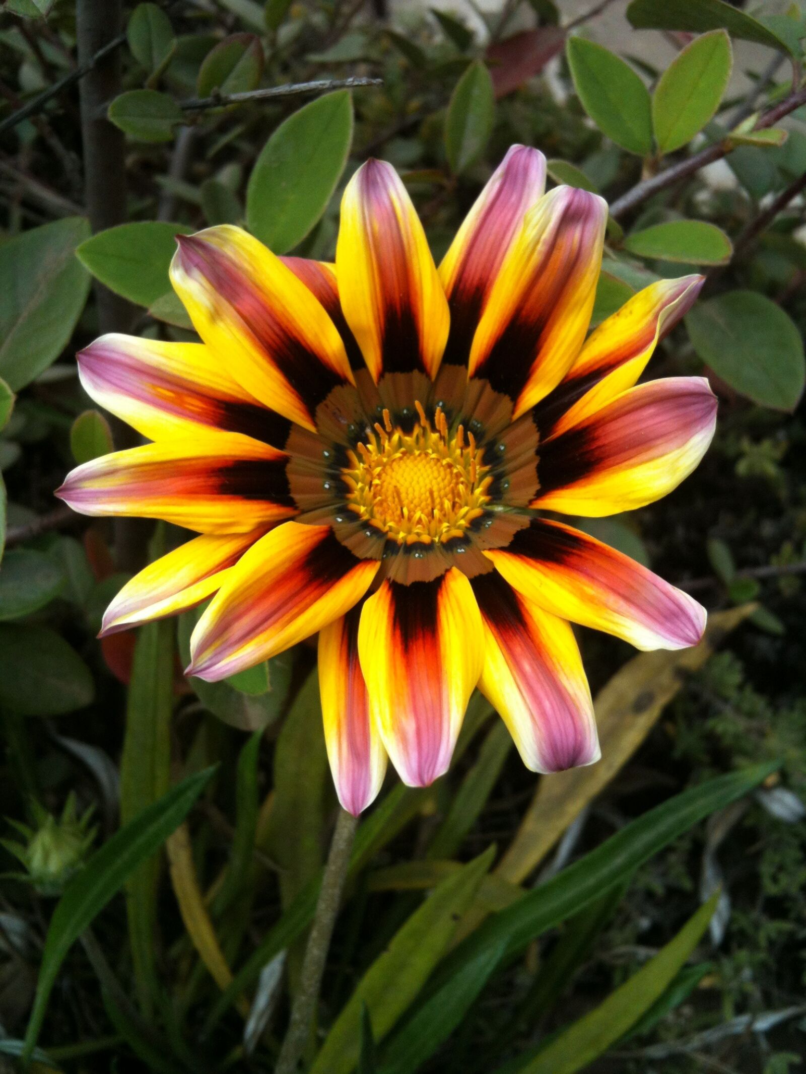 Apple iPhone 3GS sample photo. Flower, nature, garden photography