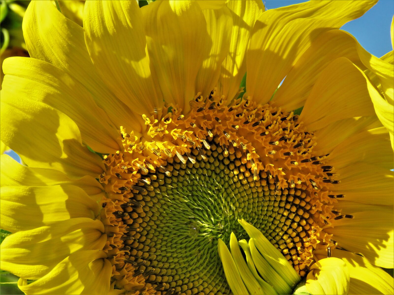 Canon PowerShot SX60 HS sample photo. Sunflower, enormous, yellow photography