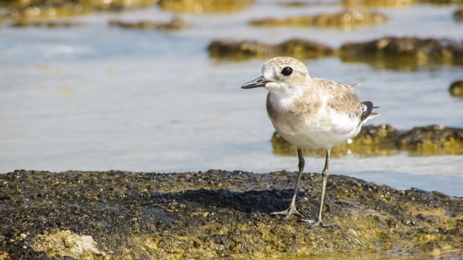 Canon PowerShot SX400 IS sample photo. Stint, grey, seabird photography