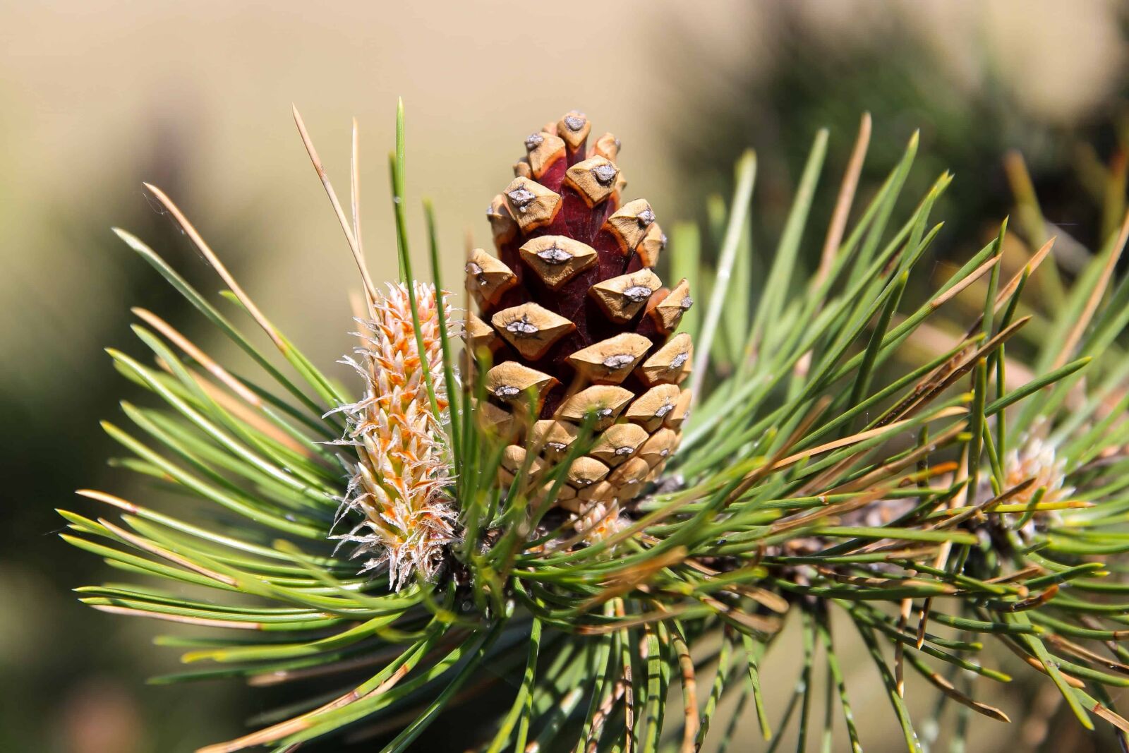 Canon EOS 1100D (EOS Rebel T3 / EOS Kiss X50) sample photo. Pine tree, branch, spruce photography