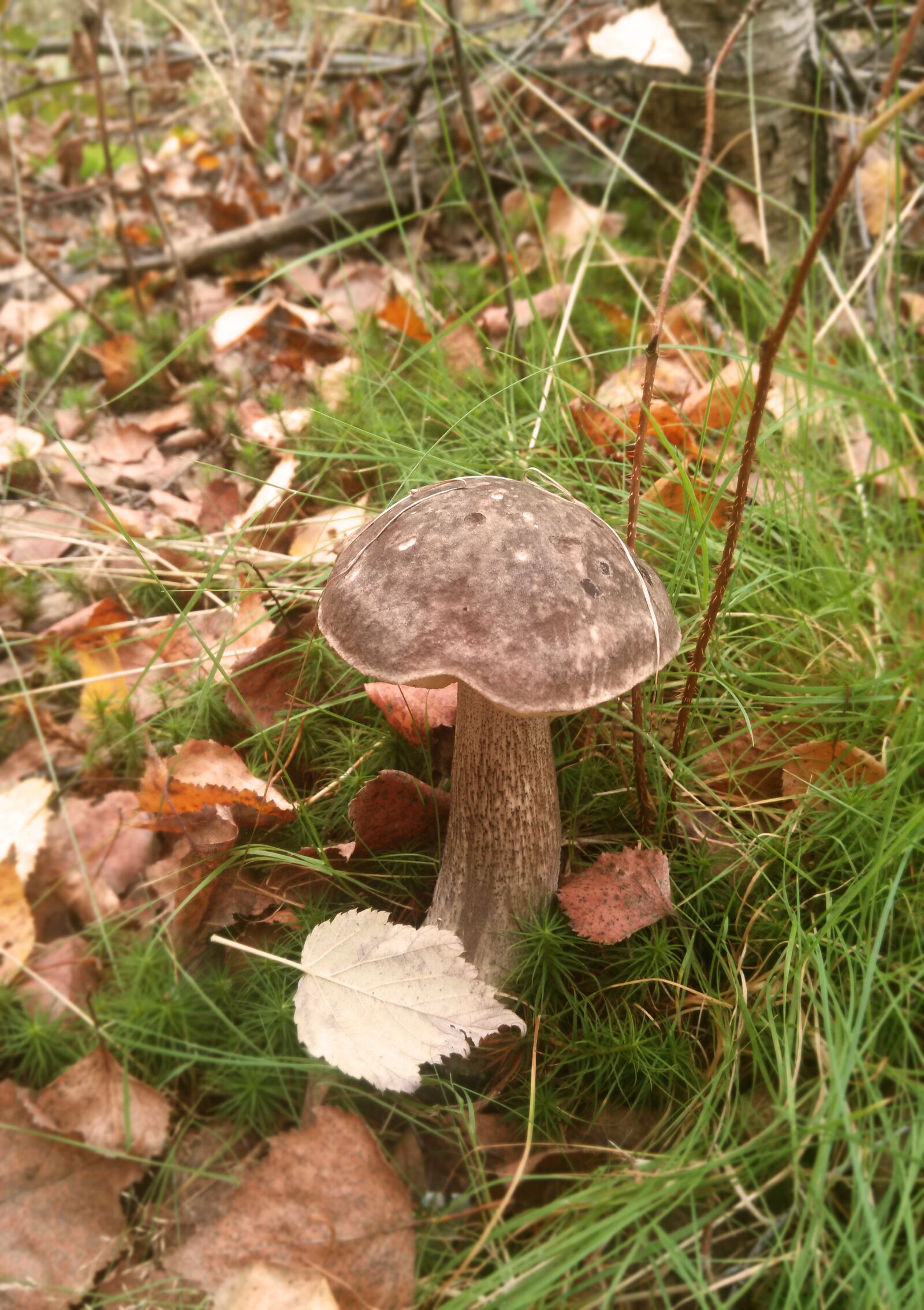 OPPO Find5 sample photo. Mushroom, forest, glade photography