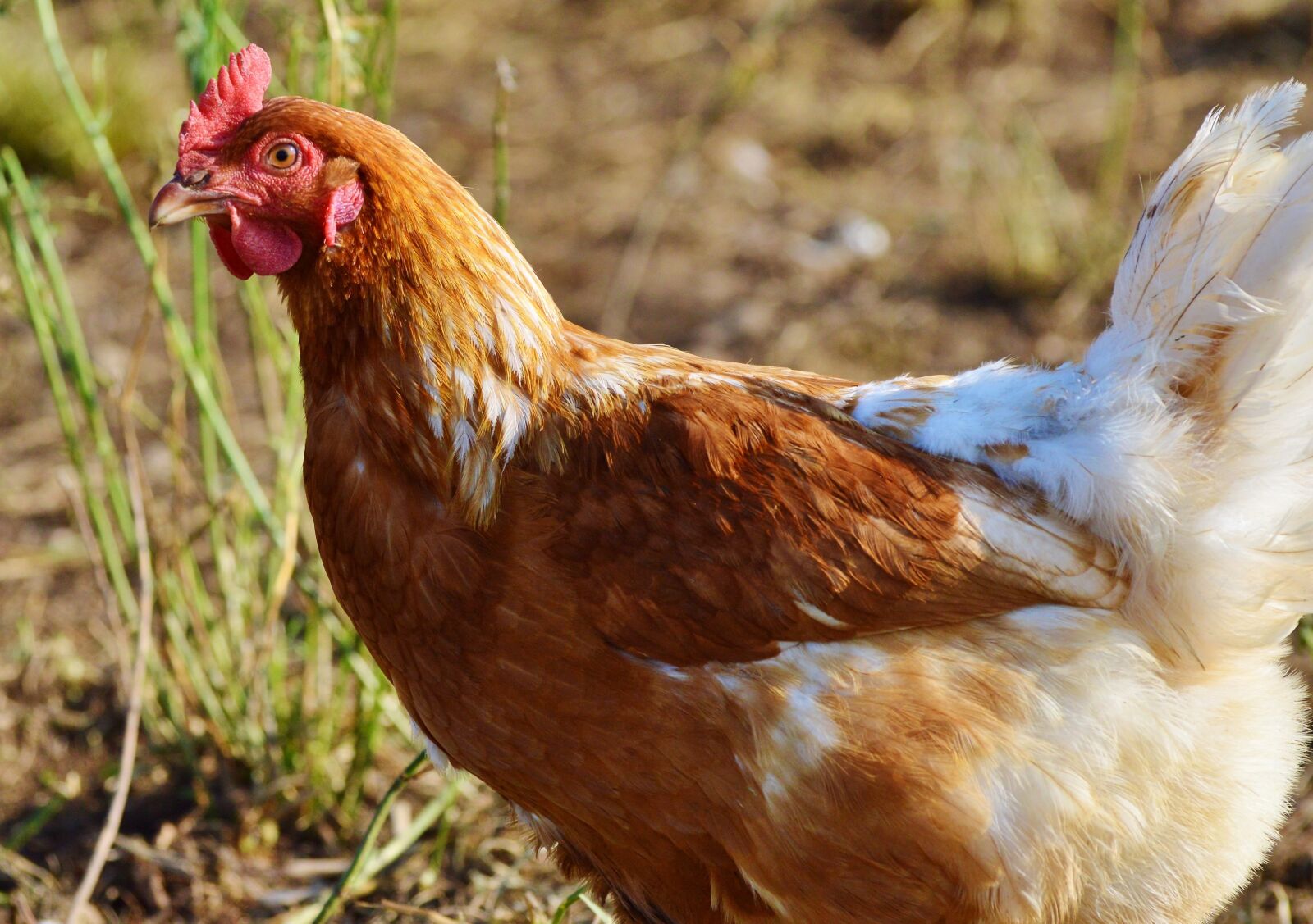 Nikon D3200 sample photo. Chicken, hen, poultry photography