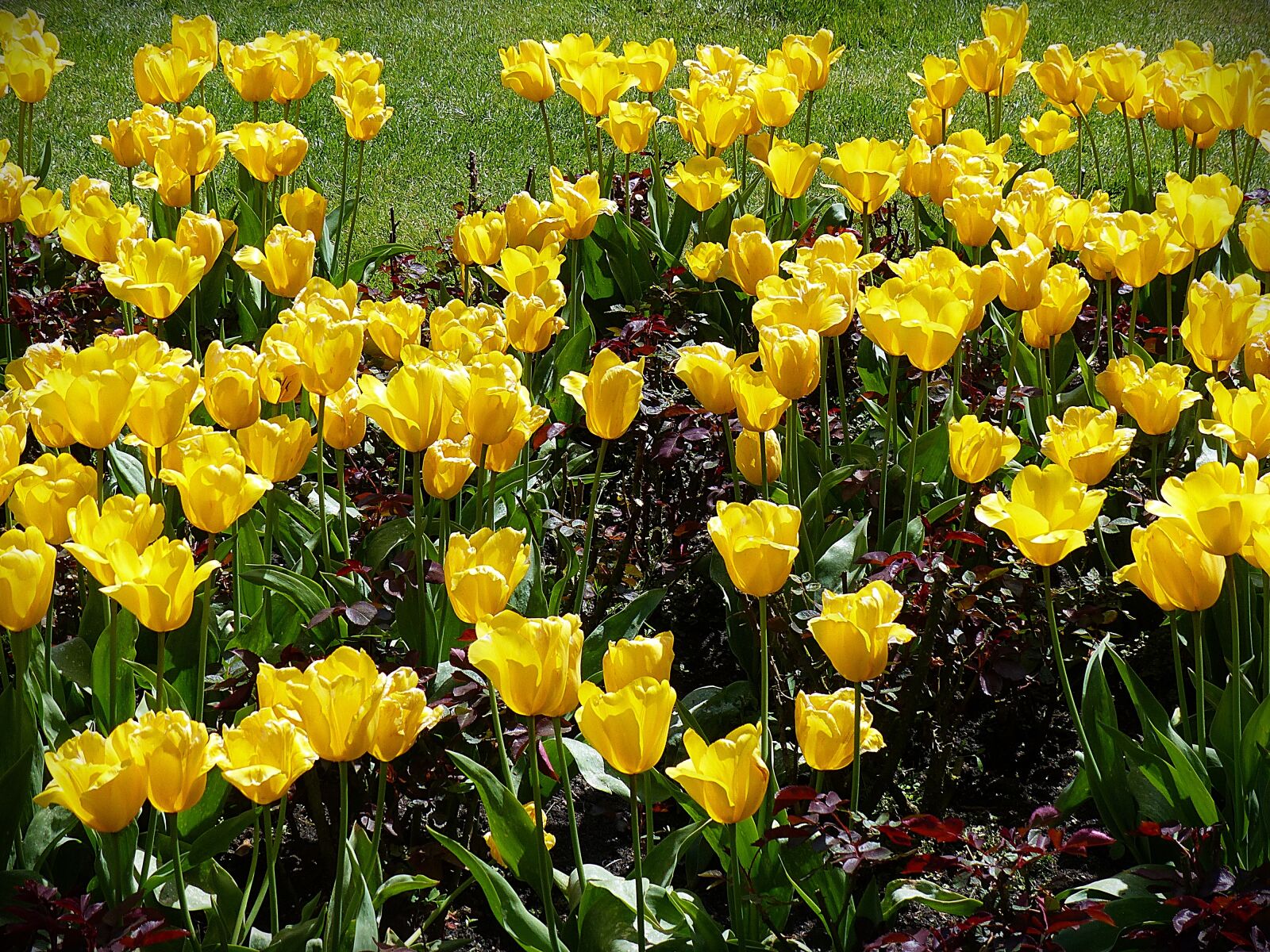 Panasonic Lumix DMC-FZ200 sample photo. Flowers, tulips, yellow photography
