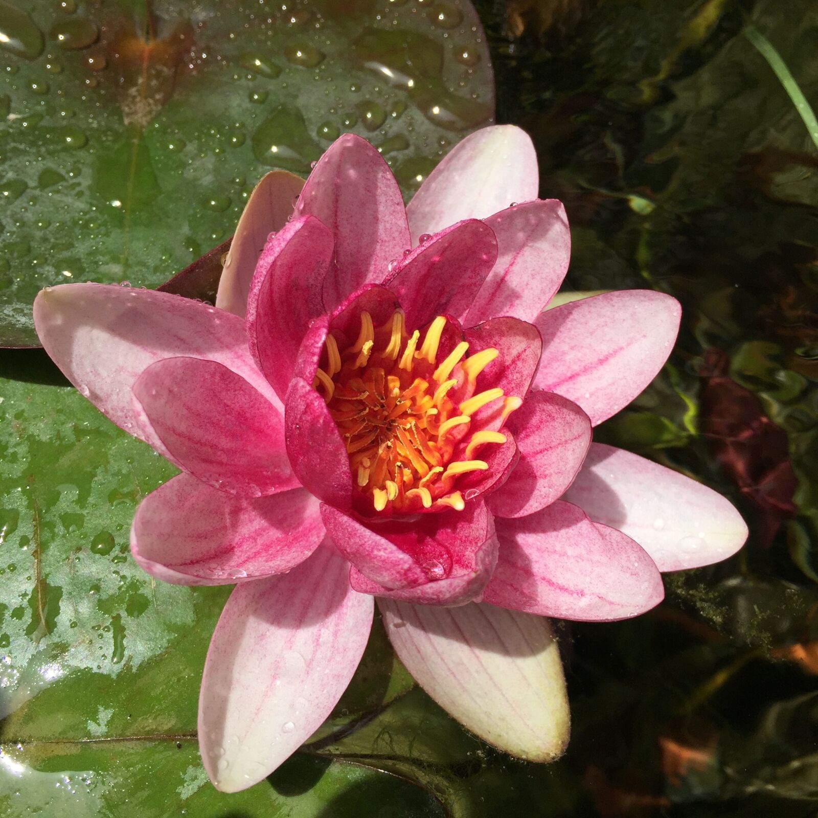 Apple iPhone 6 sample photo. Water lily, pink, aquatic photography