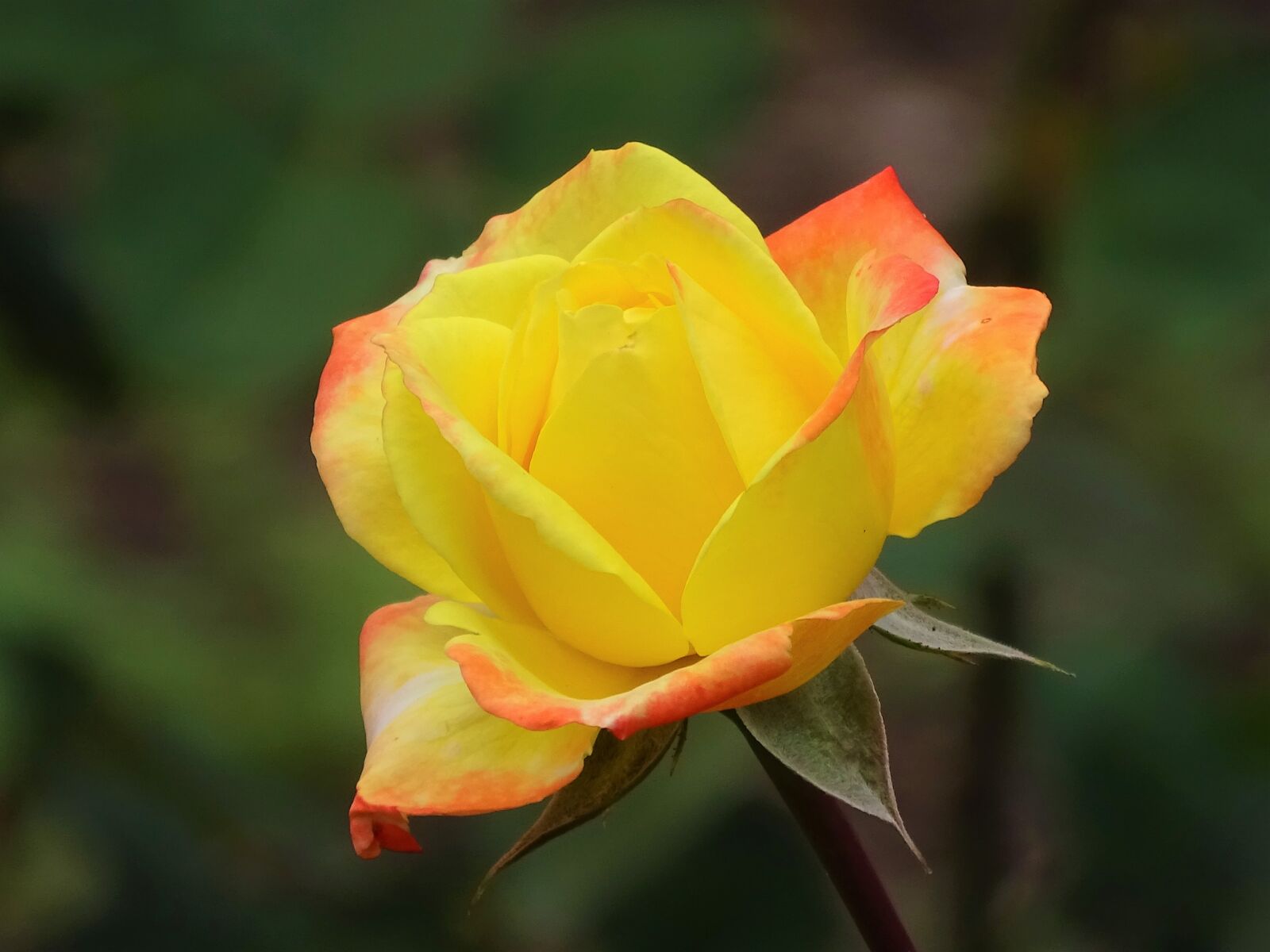 Sony Cyber-shot DSC-HX400V sample photo. Rose, yellow rose, yellow photography