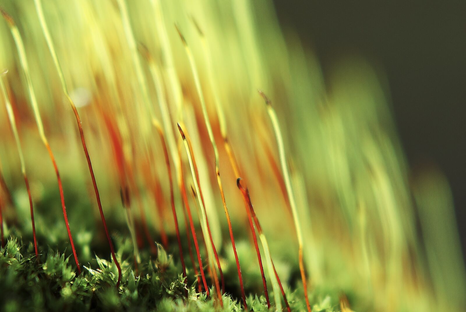 Pentax K200D sample photo. Forest, moss, green photography