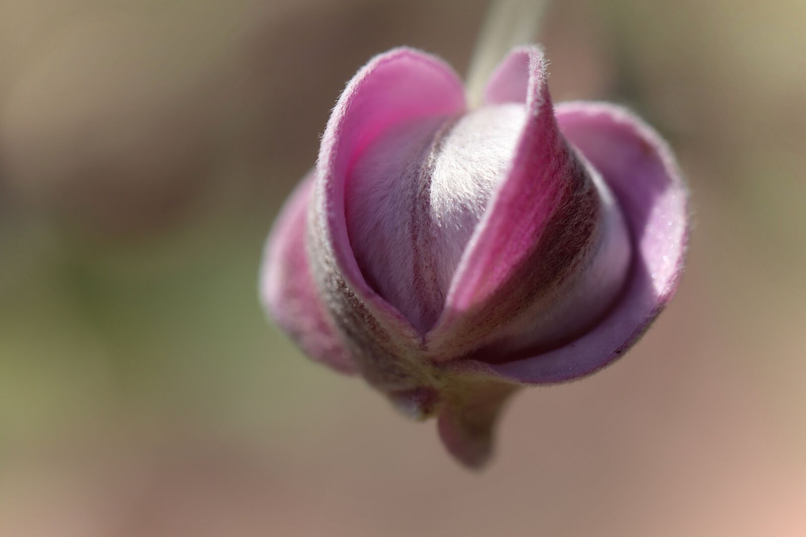 Canon EOS 800D (EOS Rebel T7i / EOS Kiss X9i) sample photo. Fall anemone, bud, flower photography