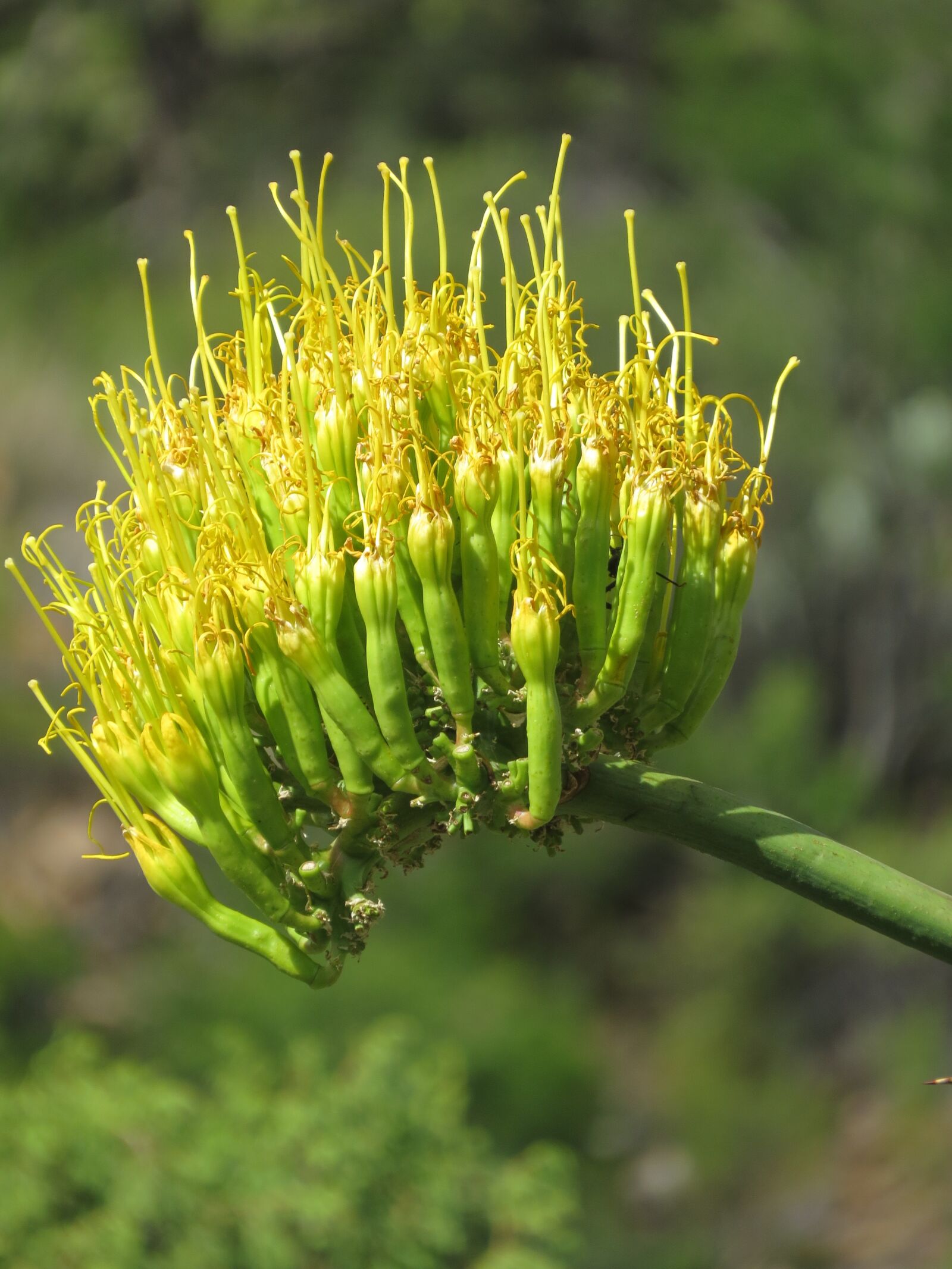 Canon PowerShot SX50 HS sample photo. Cactus, bloom, hiking photography