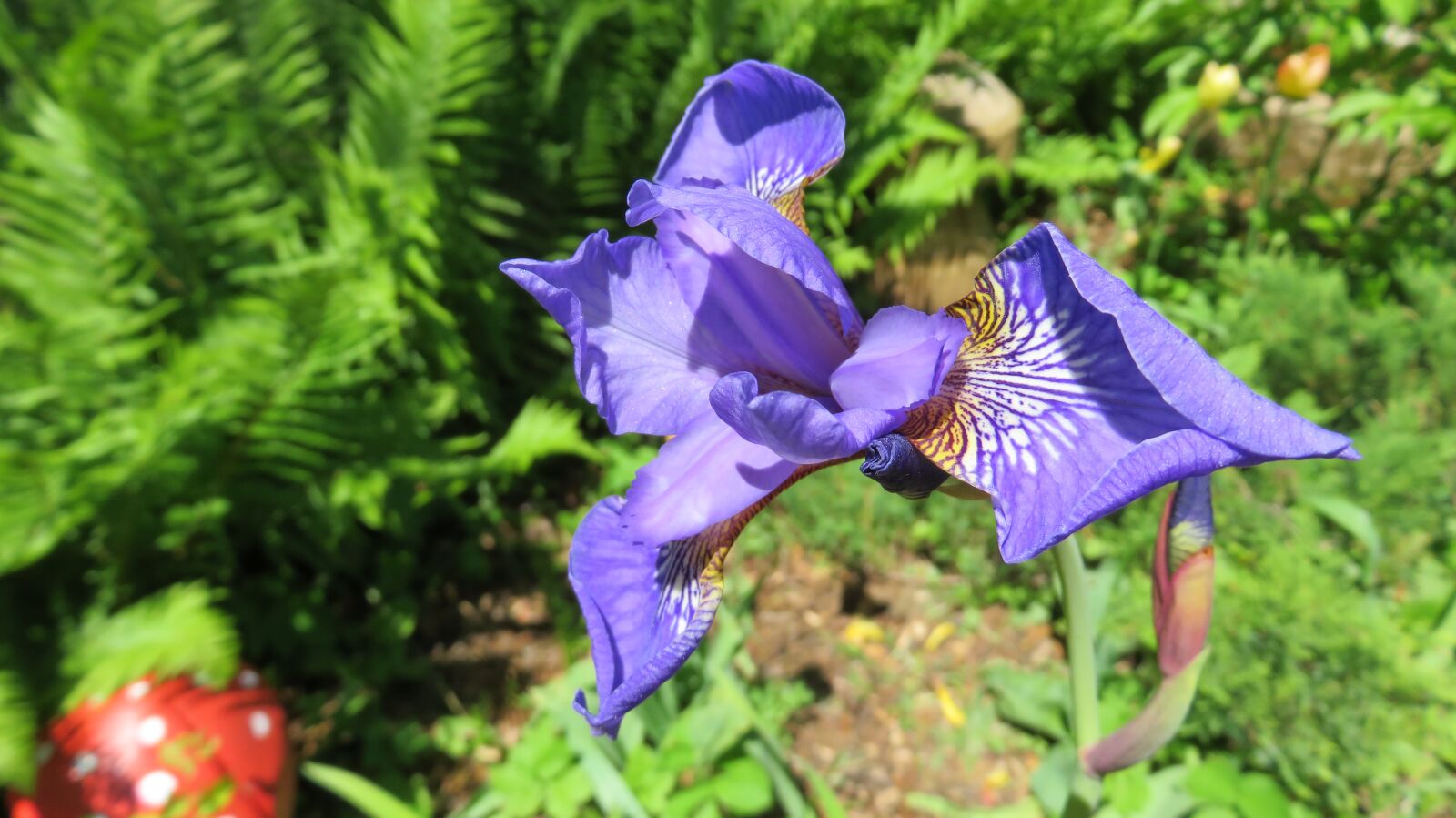 Canon PowerShot SX710 HS sample photo. Nature, flower, sword lily photography