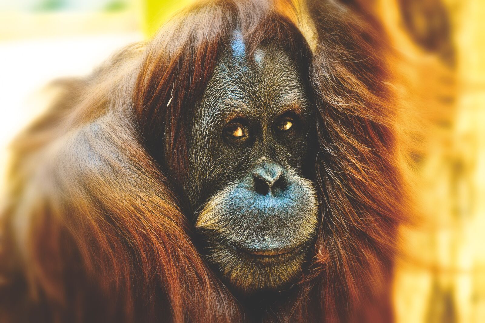 Nikon D3200 sample photo. Orang utan, monkey, cute photography
