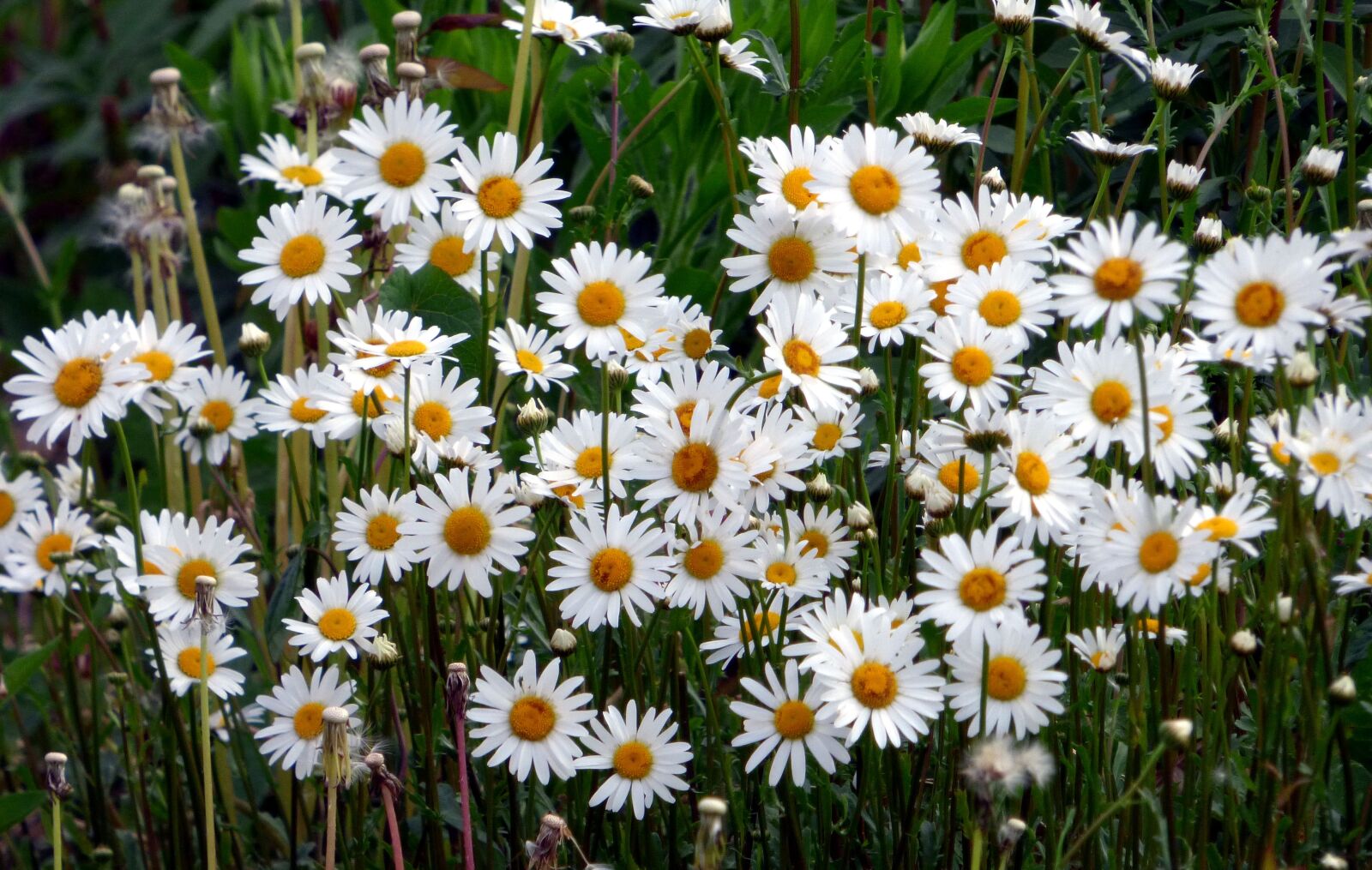 Panasonic DMC-FZ72 sample photo. Marguerite, flower, nature photography