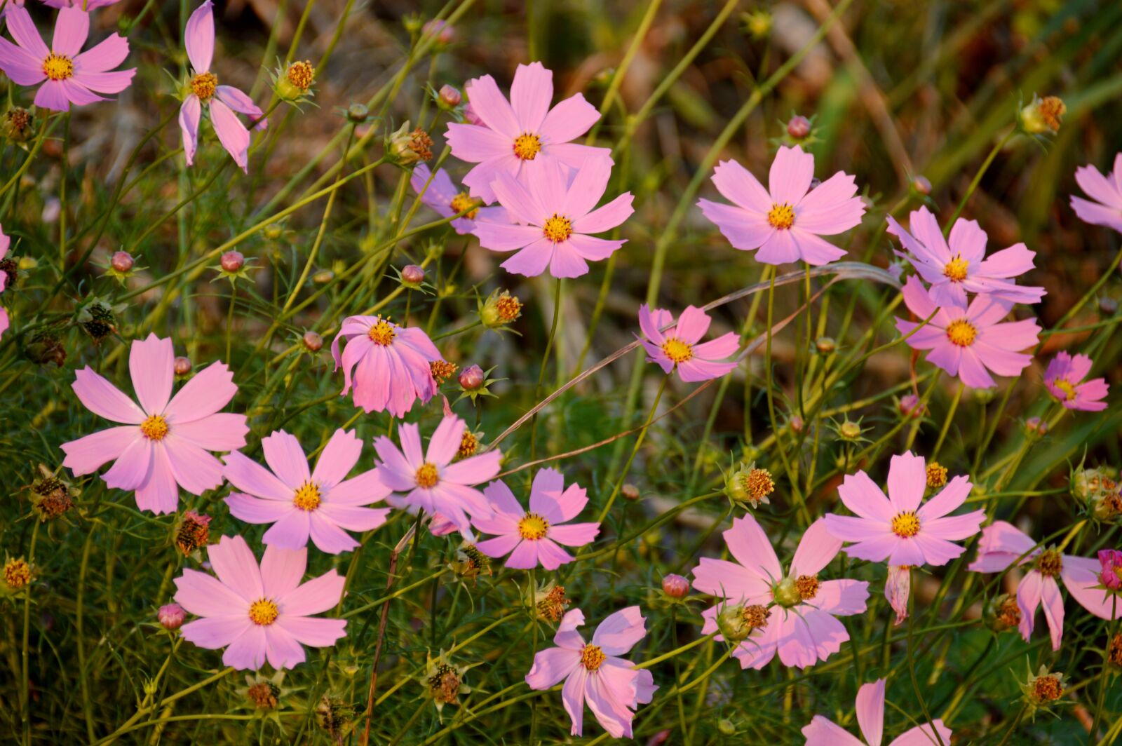 Nikon D3200 sample photo. Cosmos, flowers, pink photography