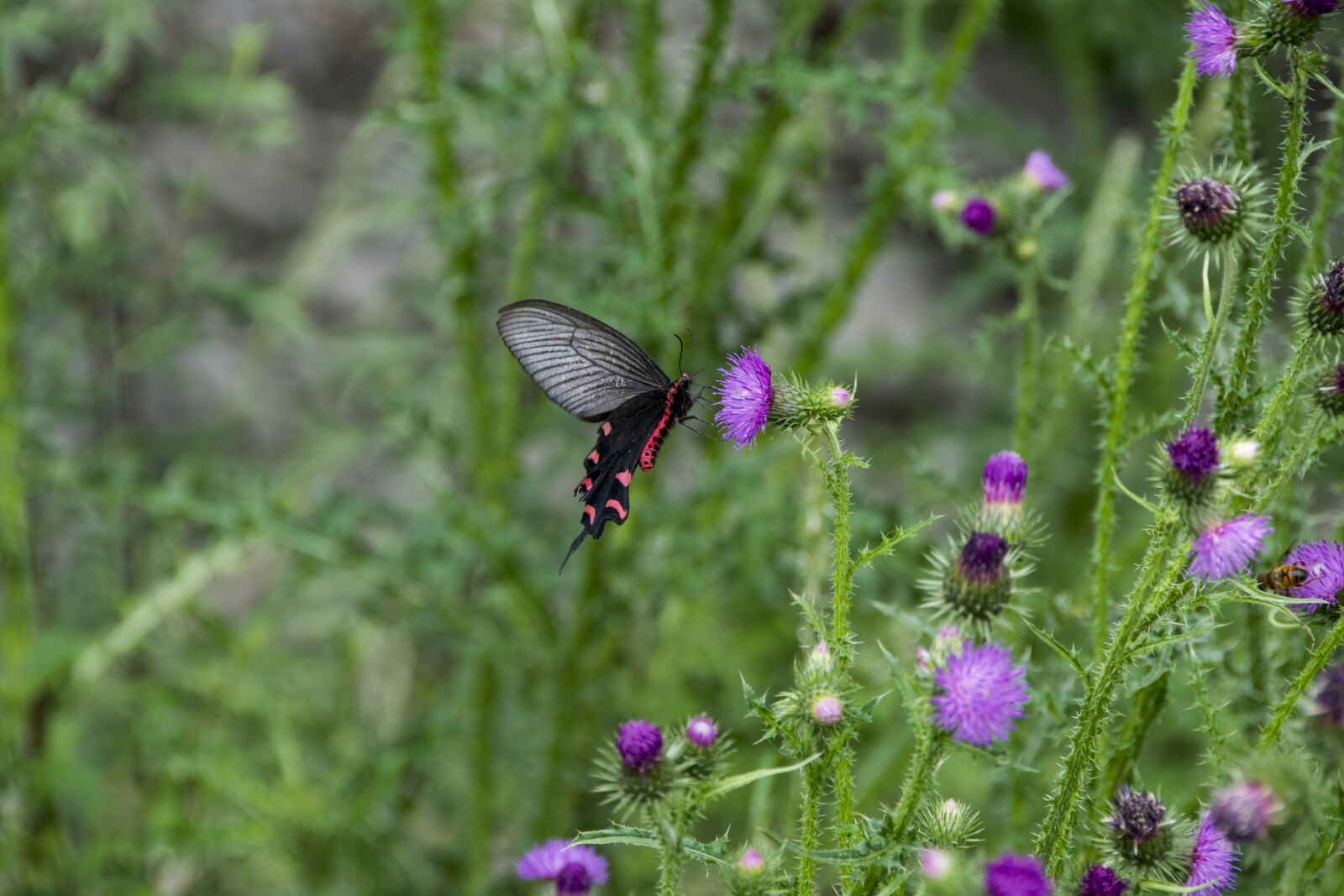 Nikon D5300 sample photo. Insect, butterfly, plant photography
