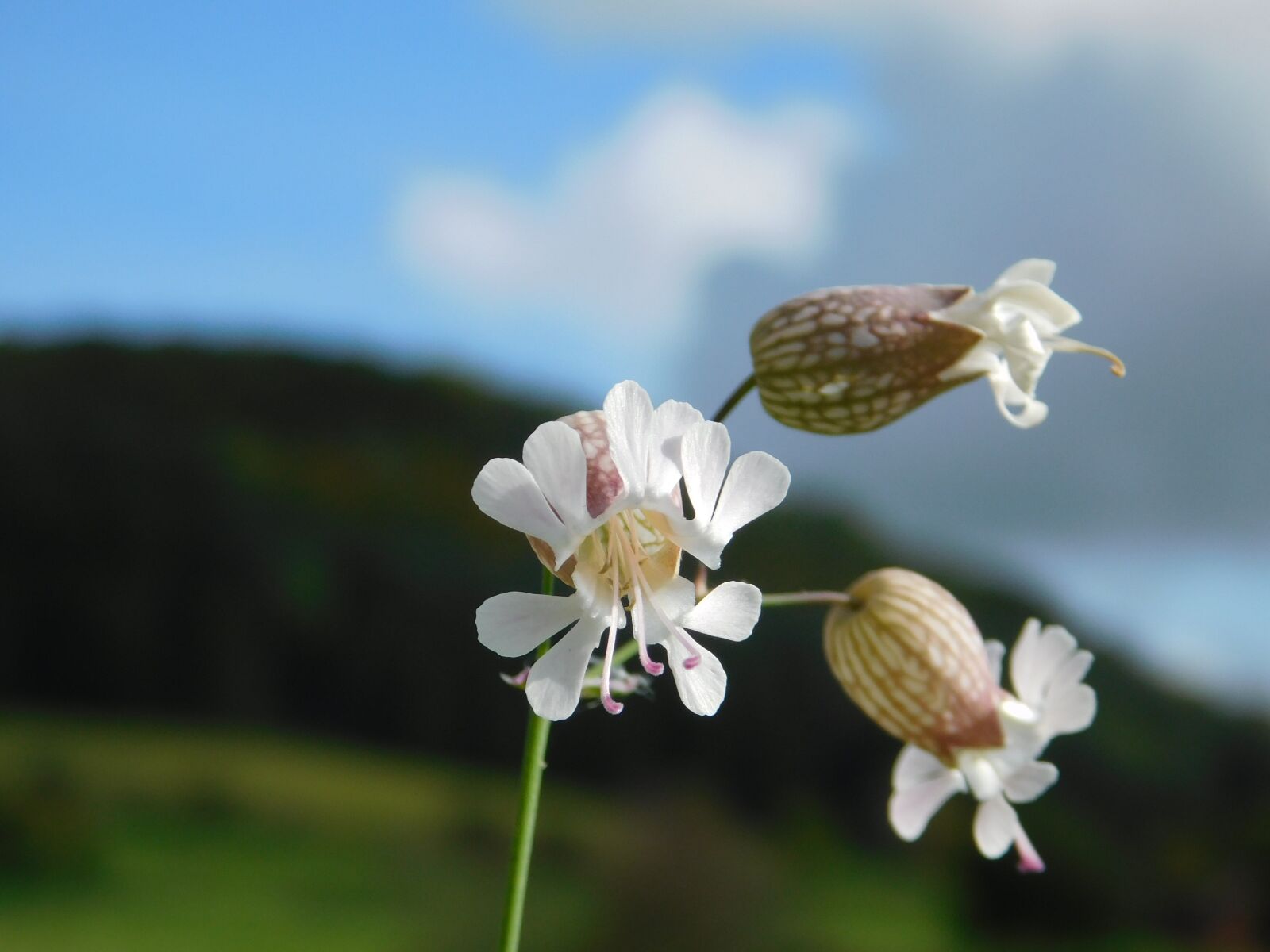 Nikon Coolpix L840 sample photo. Autumn, flower, nature photography