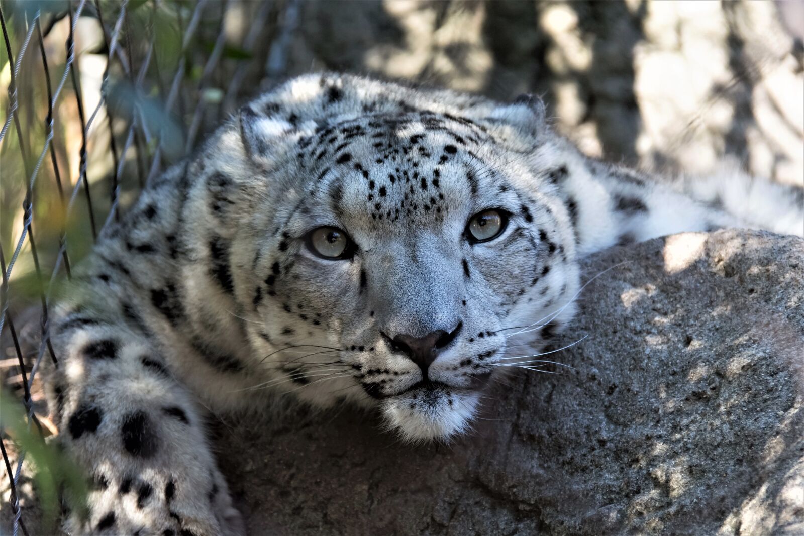 Nikon D7100 sample photo. Wildlife, leopard, nature photography