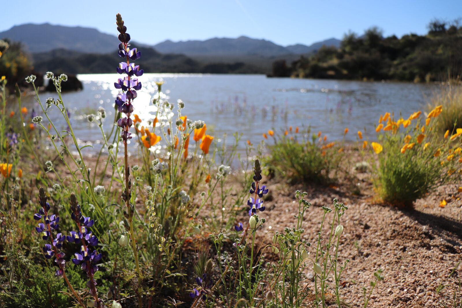 Canon EOS 200D (EOS Rebel SL2 / EOS Kiss X9) sample photo. Arizona, lake, nature photography