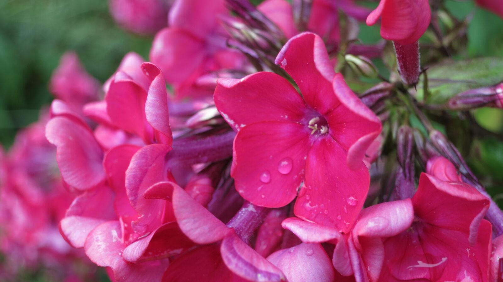 Canon PowerShot S110 sample photo. Phlox, garden, close up photography