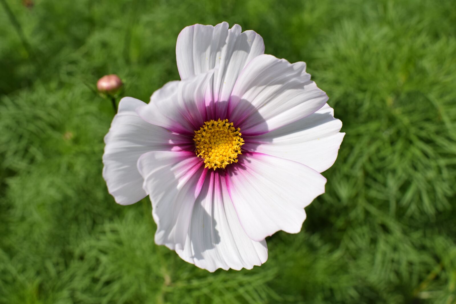 Nikon D5300 sample photo. Blossom, bloom, flower photography