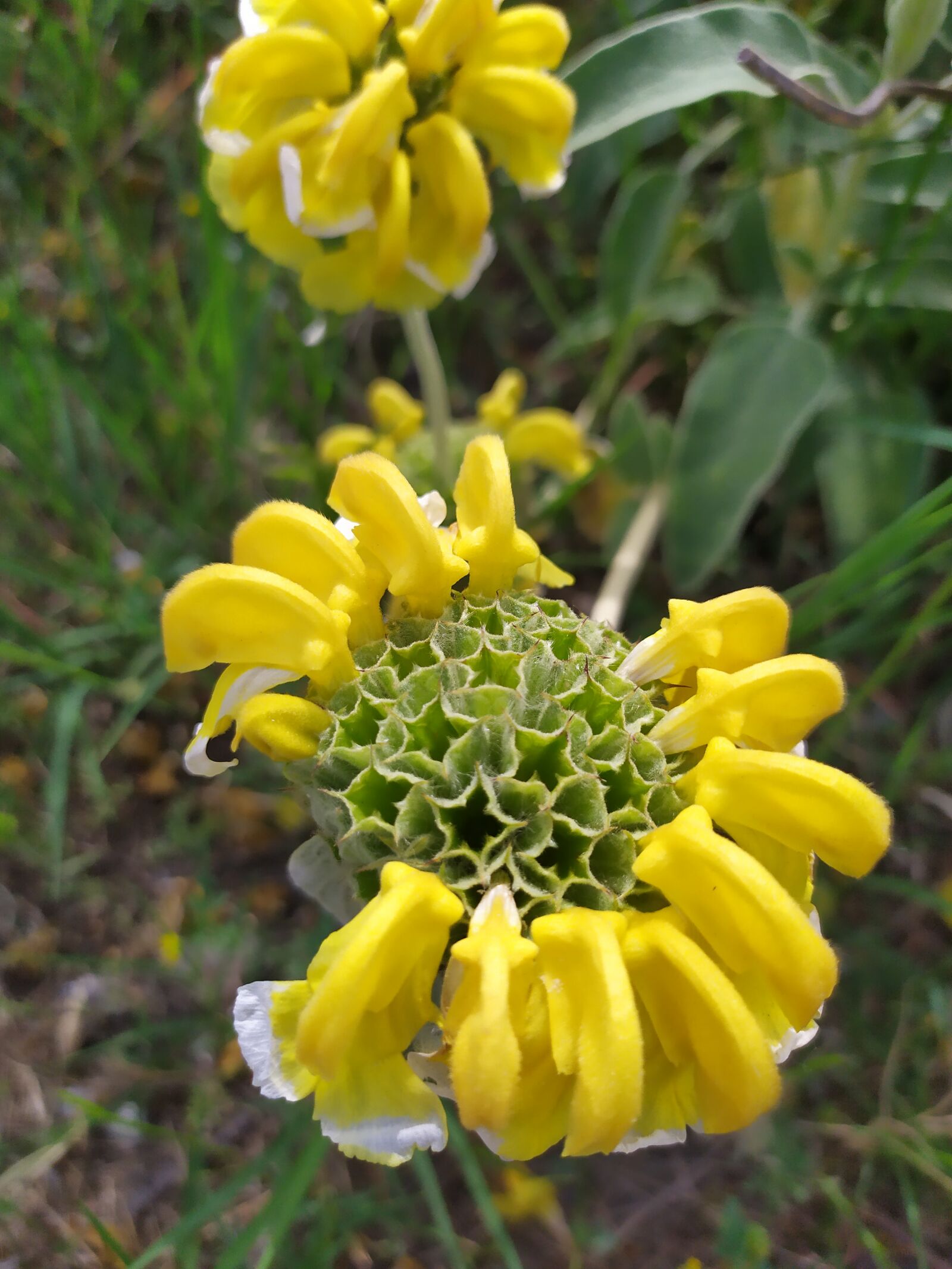 Xiaomi Redmi Note 7 sample photo. Sage of jerusalem, plant photography